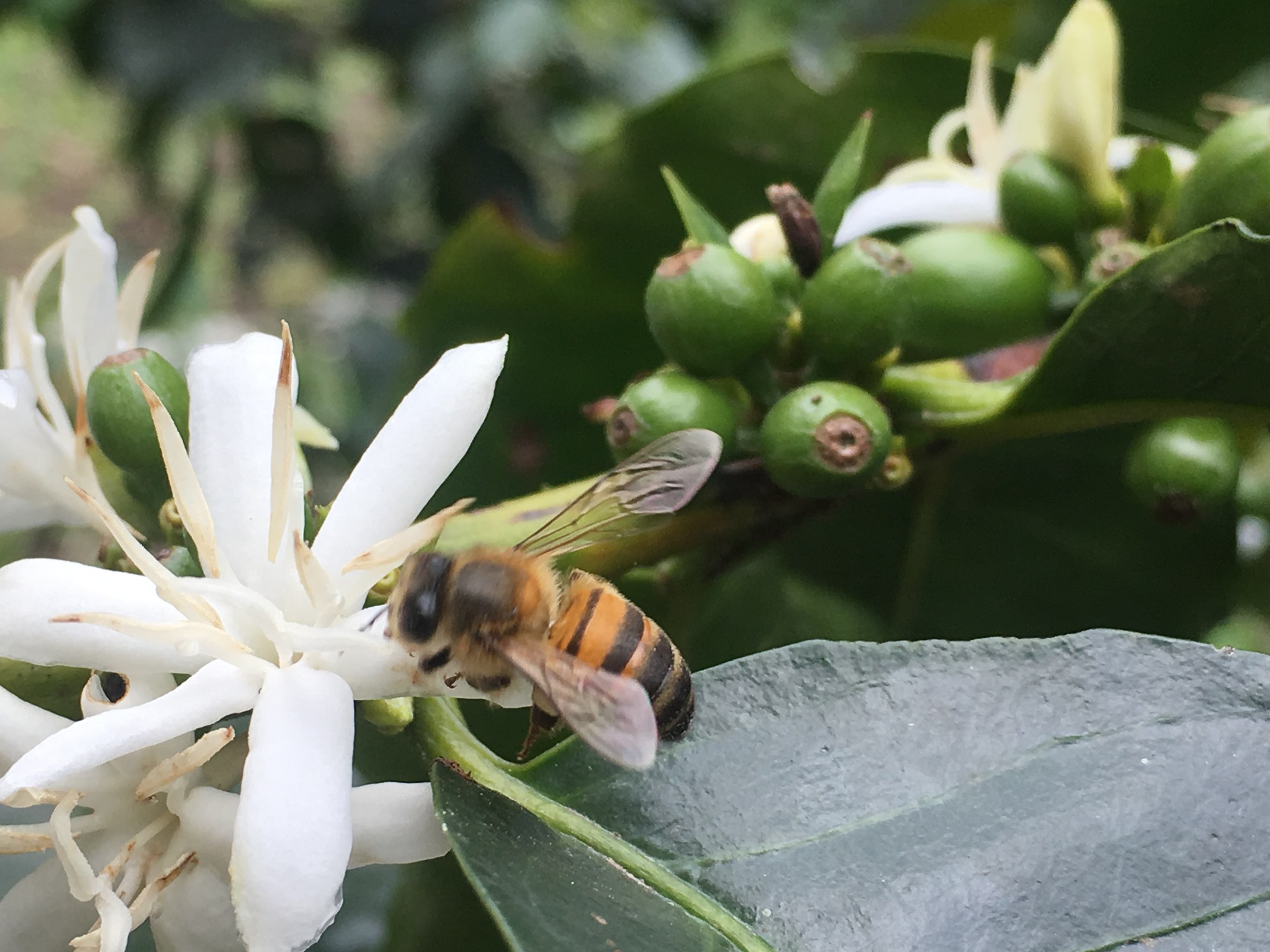 Abeja polinizando una flor del cafetal de Sans-Souci