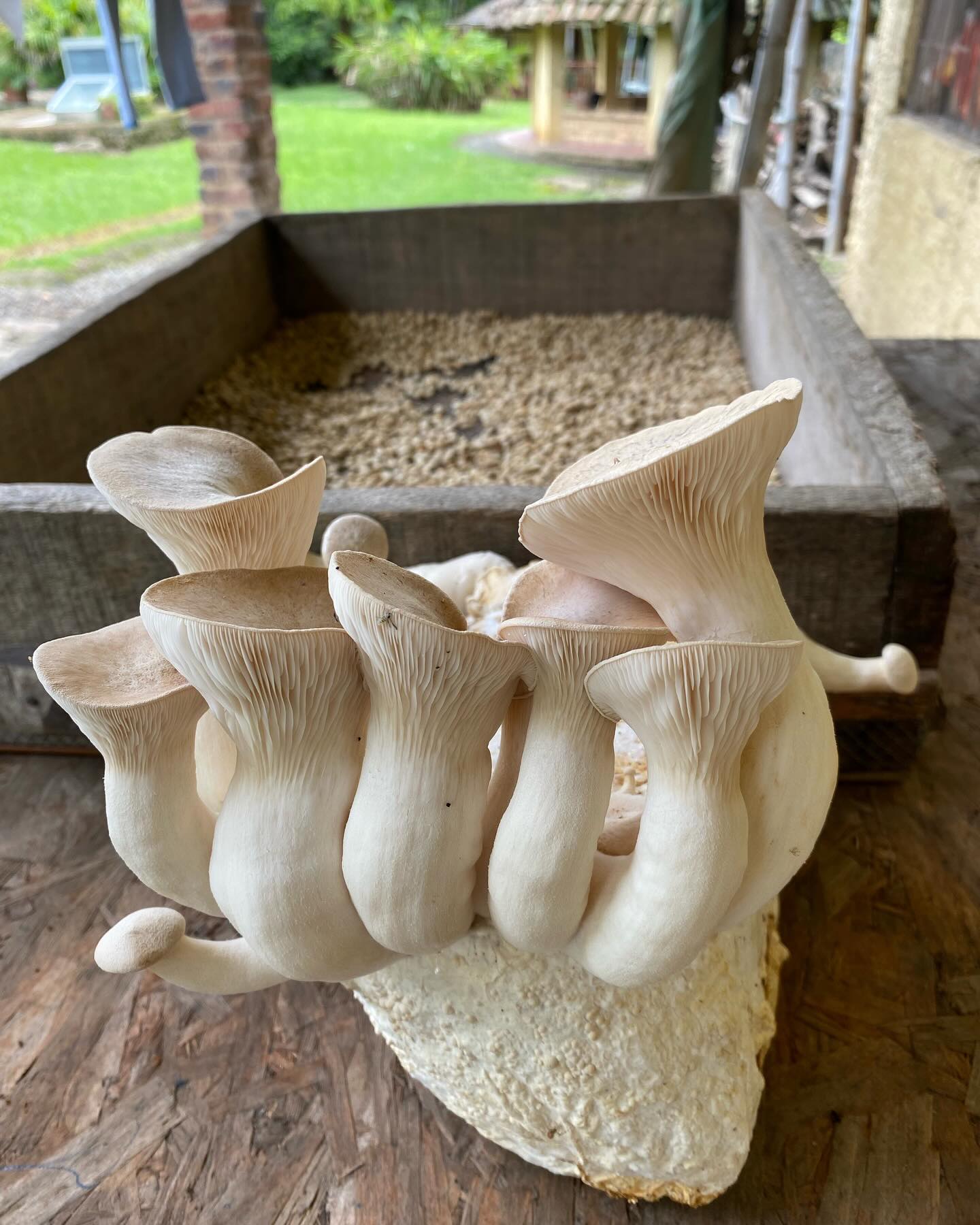 Hongos eryngii cultivados por Cultura Bio