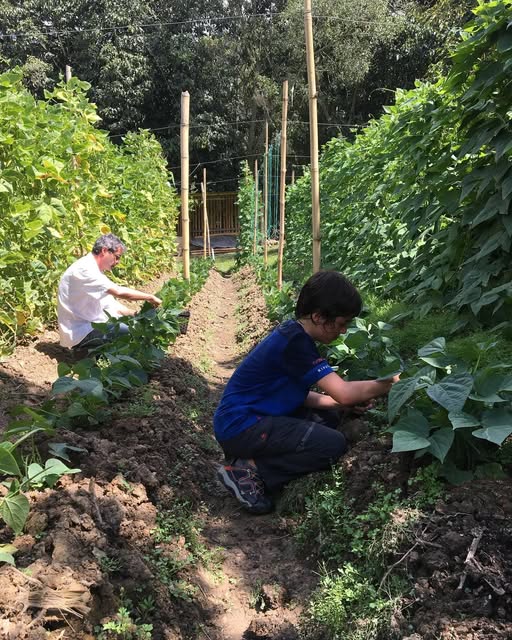 Huerta orgánica de Sans-Souci con cultivos en hileras